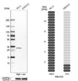 MBLAC2 Antibody, Novus Biologicals:Antibodies:Primary Antibodies